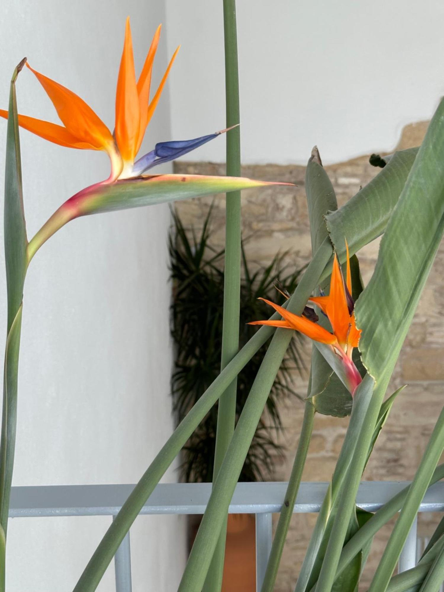 Casa Nuna Modern Loft With Private Garden Terrace Jerez de la Frontera Zewnętrze zdjęcie